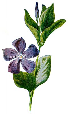 Wildflowers 4 - Purple Periwinkle