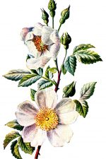 Wildflowers 5 - White Field Rose