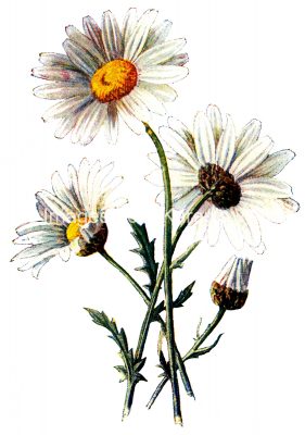 Wildflower Pictures 2 - Ox-Eye Daisy