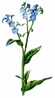 Wildflower Pictures 5 - Forget-Me-Not