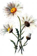 Wildflower Pictures 2 - Ox-Eye Daisy