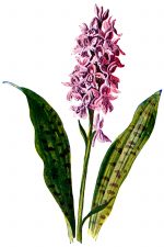 Wildflower Pictures 4 - Pink Spotted Orchis