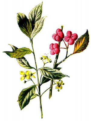 Wildflower Illustrations 1 - Spindle Tree