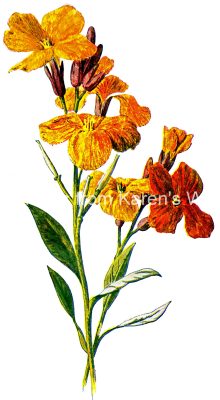 Wildflower Illustrations 3 - Orange Wallflower