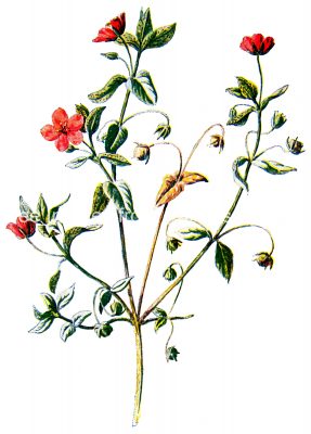 Wildflower Illustrations 4 - Pimpernel Flowers