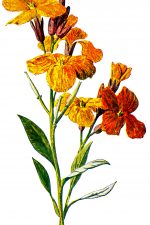 Wildflower Illustrations 3 - Orange Wallflower