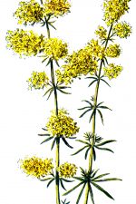 Common Wildflowers 3 - Yellow Bedstraw
