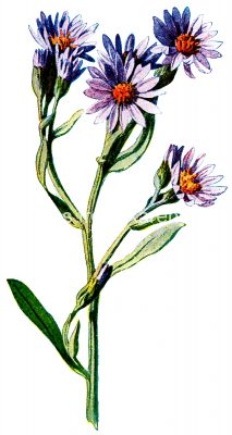 Common Wildflowers 1 - Purple Starwort