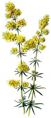 Common Wildflowers 3 - Yellow Bedstraw