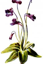 Pictures Of Wildflowers 6 - Purple Butterwort