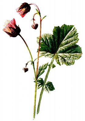 Pictures Of Wildflowers 2 - Pink Water Avens