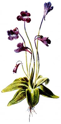 Pictures Of Wildflowers 6 - Purple Butterwort