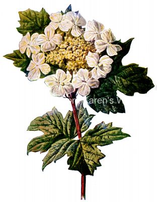 Pictures Of Wildflowers 8 - Guelder Rose