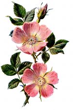 Pink Wildflowers 5 - Wild Dog Rose