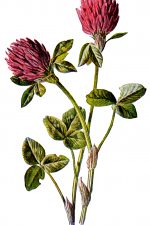 Pink Wildflowers 6 - Red Meadow Clover