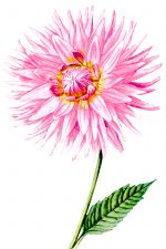 Light Pink Flowers 1 - Dahlia Flower