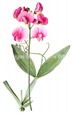 Light Pink Flowers 5 - Everlasting Pea