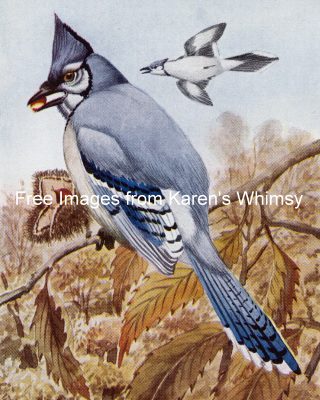 Wild Birds 11 - Blue Jays