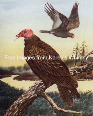 Wild Birds 3 - Turkey Vulture