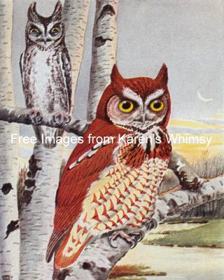 Wild Birds 4 - Screech Owl