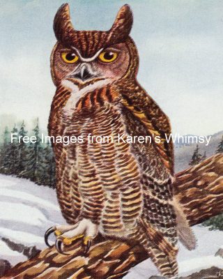 Wild Birds 6 - Great-Horned Owl