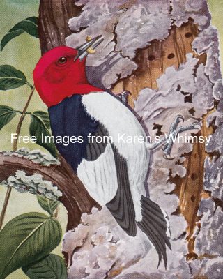 Wild Birds 7 - Red-Headed Woodpecker