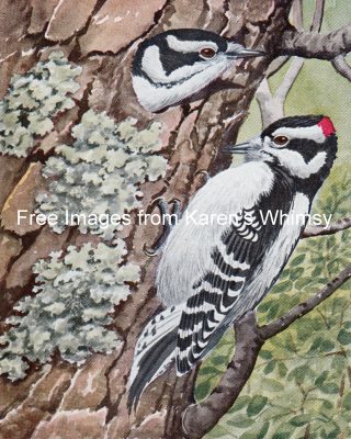 Wild Birds 9 - Downy Woodpecker