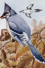 Wild Birds 11 - Blue Jays