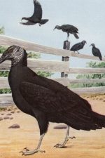 Wild Birds 2 - Black Vulture