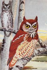 Wild Birds 4 - Screech Owl