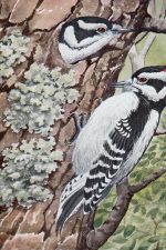 Wild Birds 9 - Downy Woodpecker