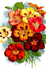 Red Flower Images 2 - Nasturiums