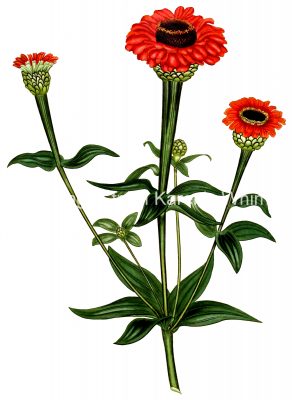 Red Flower Images 5 - Double Zinnia