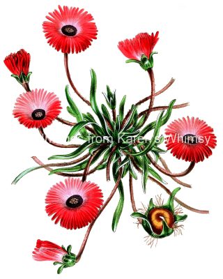 Red Flower Images 8 - Pig Marigold