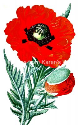 Red Flower Images 9 - Iranian Poppy