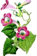 Pink Flowers 1 - Blushing Lophospermum