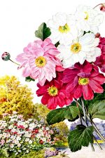 Pink Flowers 4 - Anemones