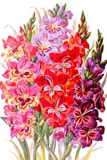 Pink Flowers 5 - Stalks of Gladiolas