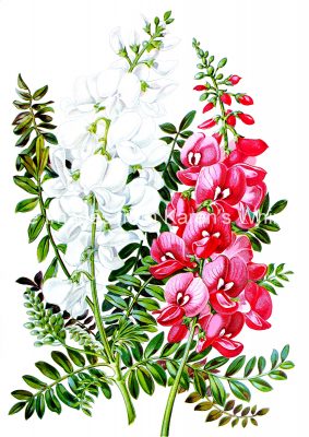 Pink Flowers 3 - Swan Flowers
