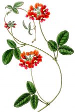 Red Flowers 5 - Villous Zichya