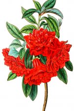 Red Flowers 6 - Double Red Azalea