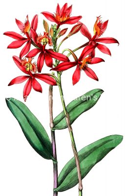 Red Flowers 3 - Cinnabar Epidendrum