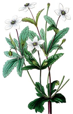 White Flowers 1 - Rill Anemone
