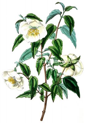 White Flowers 6 - Mexican Syringa