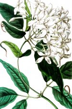 White Flowers 4 - Tail Leaved Jasmine