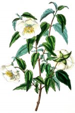 White Flowers 6 - Mexican Syringa