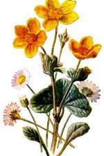 Orange Yellow Flowers 3 - Marsh Marigold