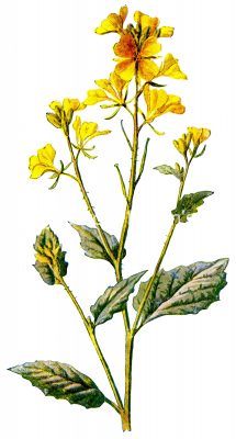 Orange Yellow Flowers 1 - Charlock Blossoms