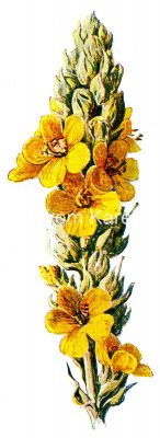 Orange Yellow Flowers 2 - Great Mullein