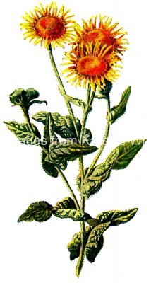 Orange Yellow Flowers 4 - Fleabane Plant
